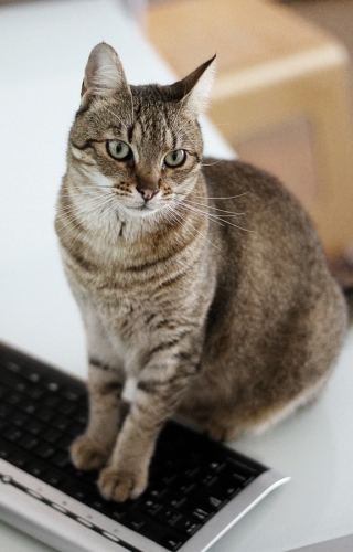 cat placeholder